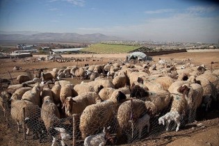 دستگیری افرادی که می‌خواستند ۴۰۰ راس دام یک پیرمرد را به سرقت ببرند