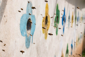 با استفاده از رنگ‌های مختلف و شکل‌های متفاوت ورودی هر کندو مشخص شده تا هر زنبور کندوی خود را از روی رنگ و شکل شناسایی کند