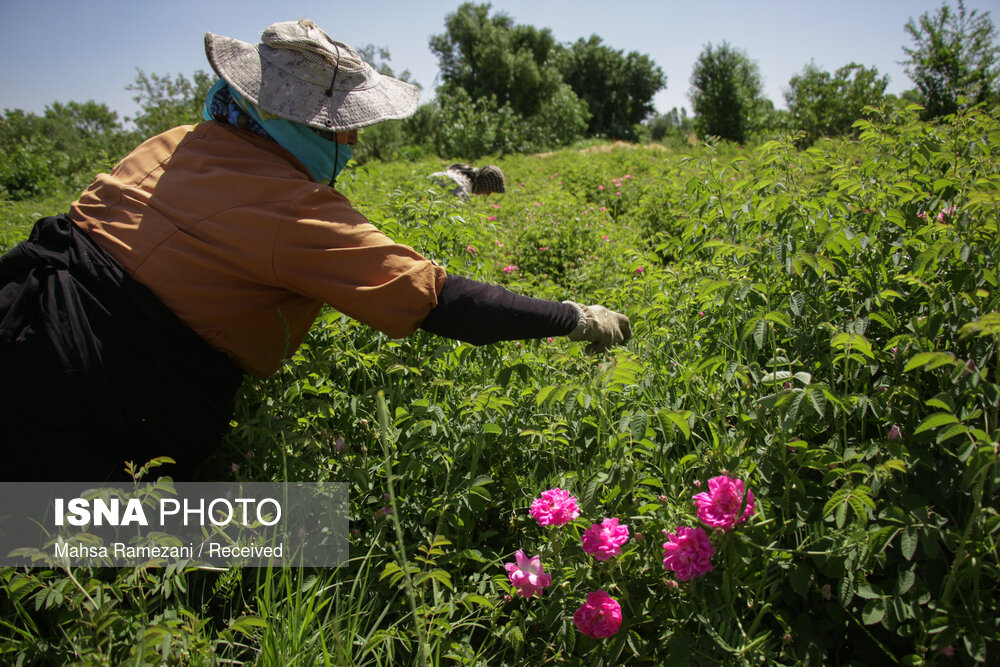 برداشت گل محمدی جهت تهیه گلاب در باغستان سنتی قزوین