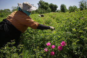 برداشت گل محمدی جهت تهیه گلاب در باغستان سنتی قزوین