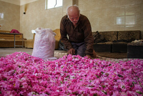 از گل تا گلاب سنتی قزوین