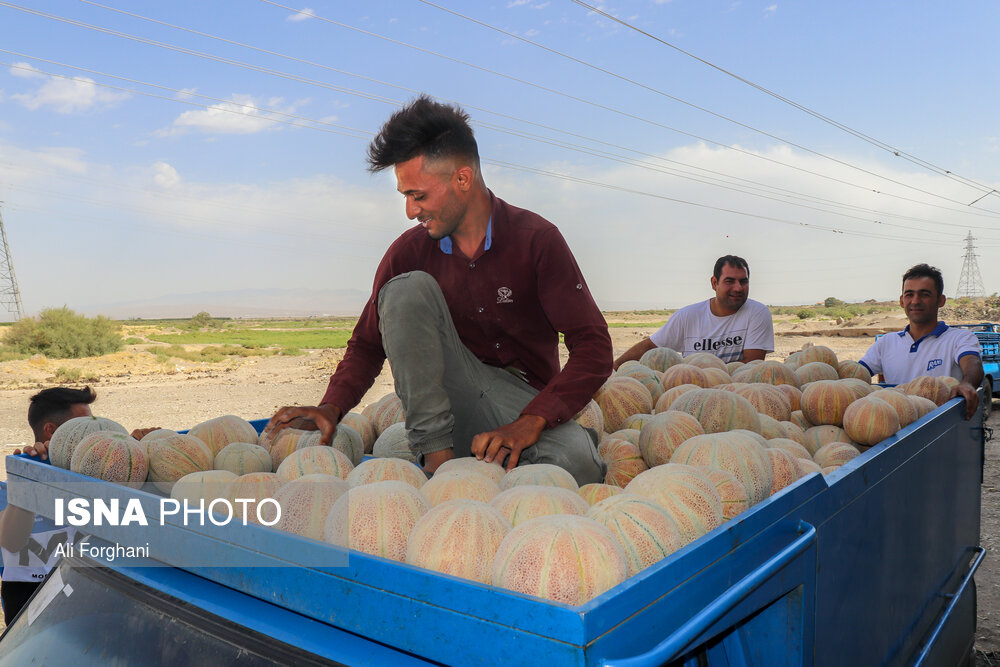 برداشت طالبی در ساوه
