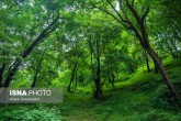 اراضی جنگلی ساری را نمی‌توانیم موقوفه تلقی کنیم