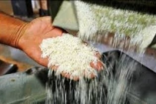 واردات برنج ممنوع شد