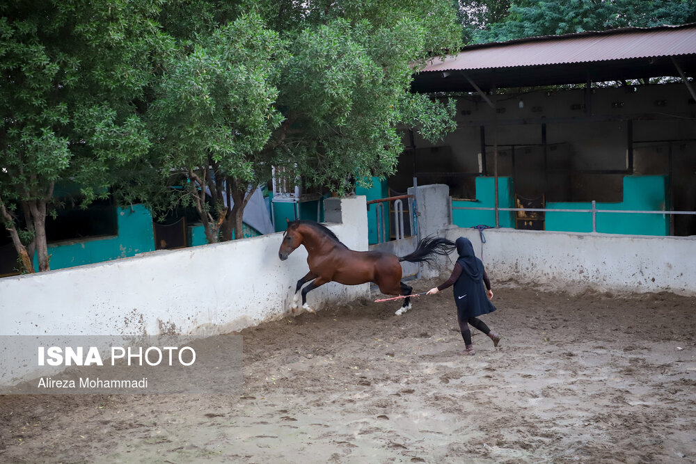 زادگاه اسب اصیل عرب، خوزستان است اما طی چند سال اخیر باشگاه های سوارکاری و مالکان اسب ها با مشکلاتی مواجه شده اند.