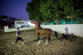 زادگاه اسب اصیل عرب، خوزستان است اما طی چند سال اخیر باشگاه های سوارکاری و مالکان اسب ها با مشکلاتی مواجه شده اند.