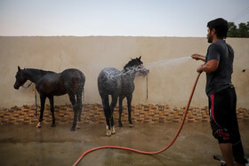 از بزرگترین مشکلات صنعت اسب در استان آب و هوای خوزستان است. به دلیل آب و هوای گرم خوزستان در کمتر فصلی می‌توان مسابقات برگزار کرد و کم بودن رقابت‌ها نیز باعث شده که قیمت اسب خوزستان برای فروش به حد نصاب نرسد.