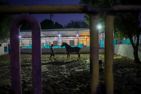 خوزستان زادگاه اسب اصیل عرب، سال‌ها است که با مشکلات فراوانی در صنعت اسب مواجه است؛ مشکلاتی که حالا تغییر شغل و تعطیلی باشگاه‌ها را در سر اسب‌داران پرورانده است.