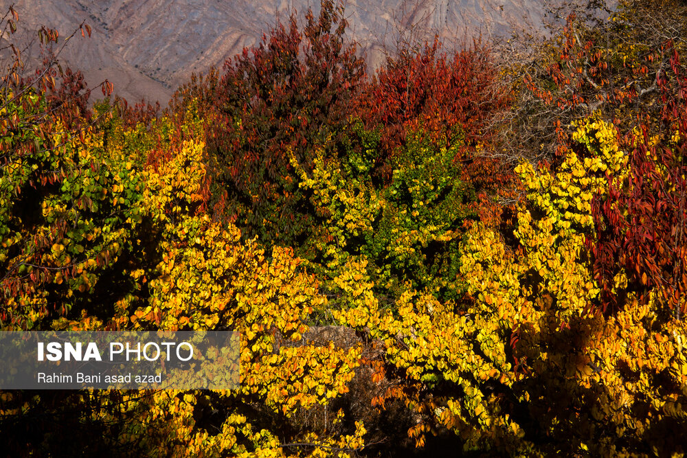 پاییز رنگارنگ در روستای «سکنج» کرمان