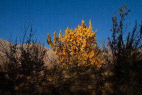 پاییز رنگارنگ در روستای «سکنج» کرمان