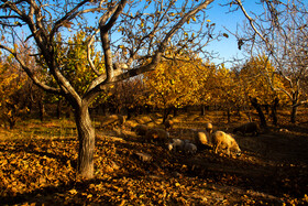 پاییز رنگارنگ در روستای «سکنج» کرمان