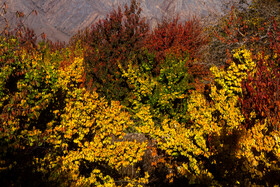 پاییز رنگارنگ در روستای «سکنج» کرمان