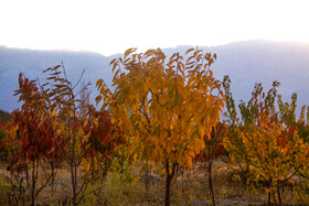 پاییز رنگارنگ در روستای «سکنج» کرمان