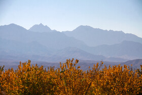 پاییز رنگارنگ در روستای «سکنج» کرمان