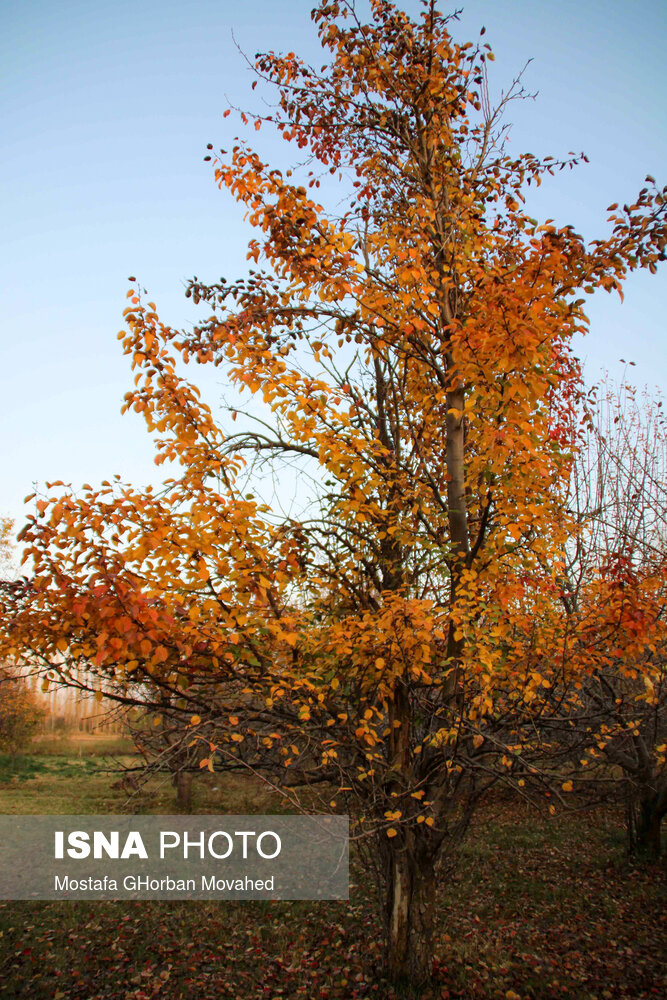 طبیعت پاییزی مناطق روستایی اهر