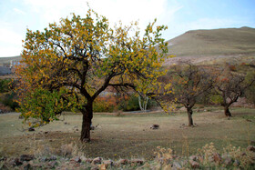 طبیعت پاییزی مناطق روستایی اهر