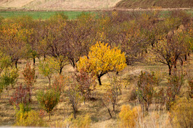 طبیعت پاییزی مناطق روستایی اهر