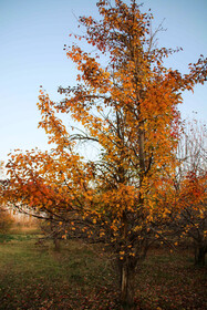 طبیعت پاییزی مناطق روستایی اهر