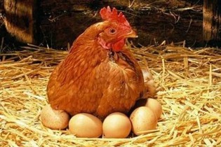 قیمت مرغ کاهش یافت و به نرخ مصوب نزدیک شد