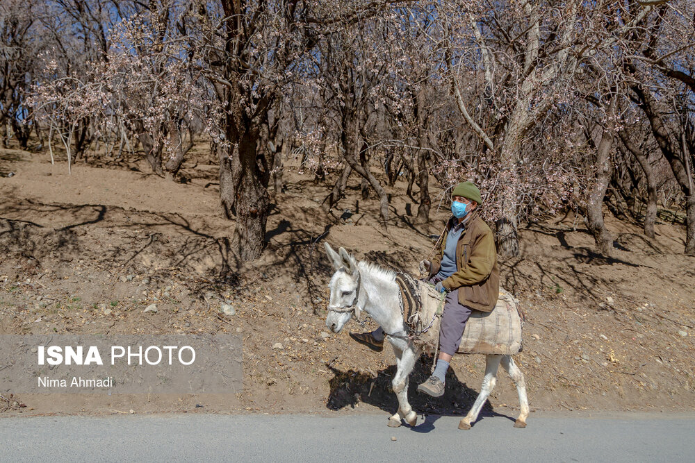 شکوفه های زمستانی - شهرکرد