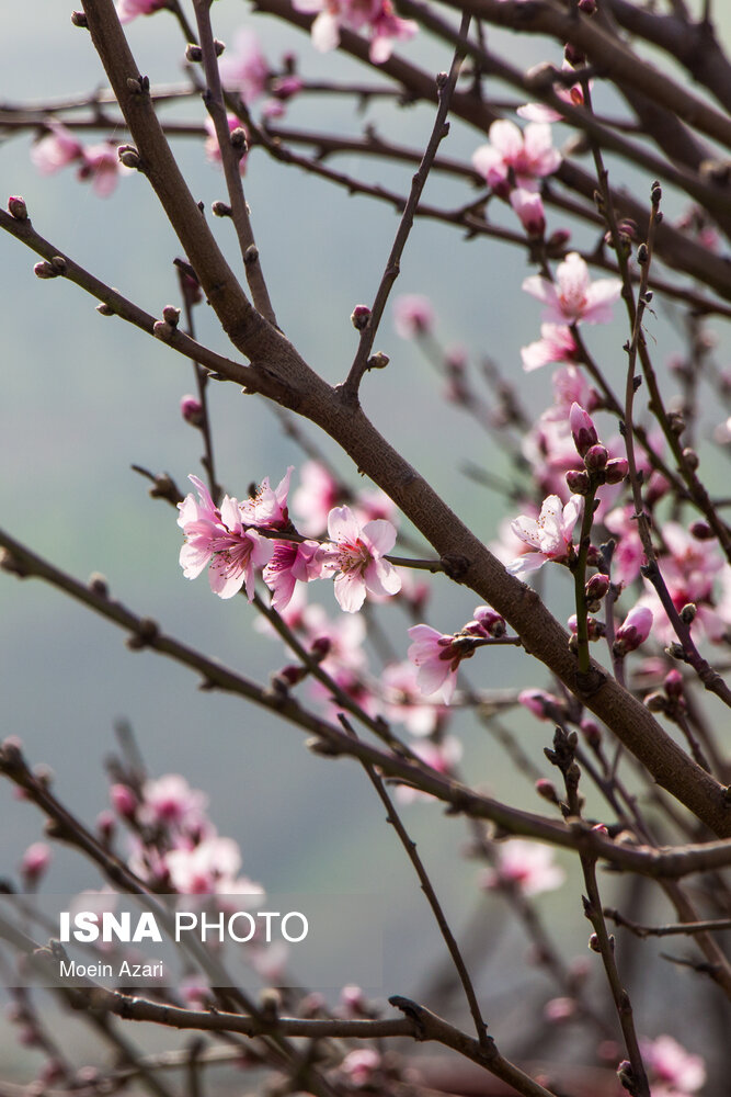 شکوفه های زمستانی - گیلان