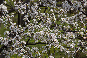 شکوفه های زمستانی - گیلان