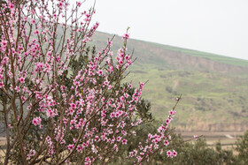 شکوفه های زمستانی - گیلان