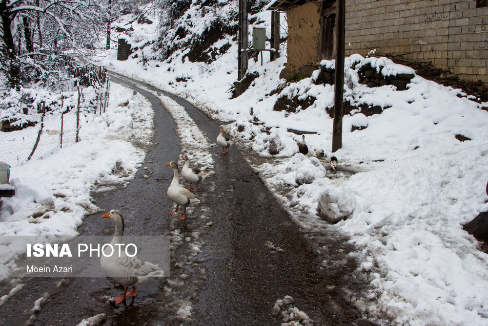 بارش برف در گیلان؛ روستای «تابستان نشین»