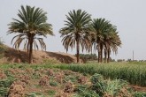 از سیر تا پیاز کشاورزی در کرمان/ سکوت مسئولان در مقابل دلال بازی