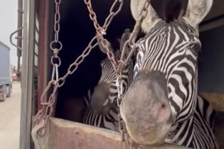 ابراز نگرانی هزاران نفر از وضعیت حیوانات باغ وحش صفادشت