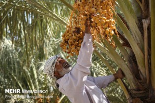 سود ۴۲هزار تومانی دلالان در هر کیلو خرما/ دست کشاورز خالی ماند