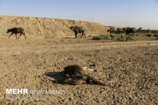 هورالعظیم گورستانی برای جانداران/ درخواست از رئیس جمهور منتخب