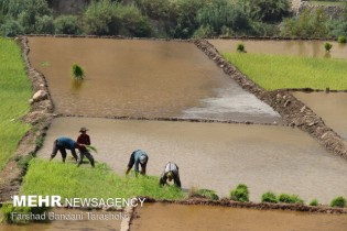 سرانه مصرف برنج هر ایرانی، سالی ۳۶ کیلوگرم