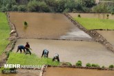 سرانه مصرف برنج هر ایرانی، سالی ۳۶ کیلوگرم