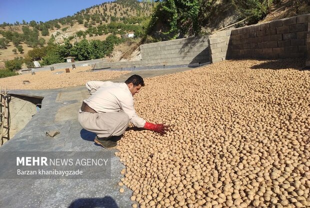 برداشت گردو از باغات بانه