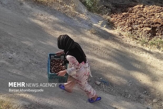 برداشت گردو از باغات بانه