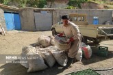 تصاویر / برداشت گردو از باغات بانه  <img src="/images/picture_icon.gif" width="16" height="13" border="0" align="top">