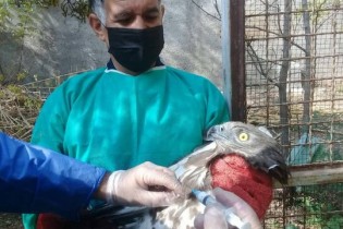 پرندگان مرکز بازپروری پردیسان واکسینه شدند
