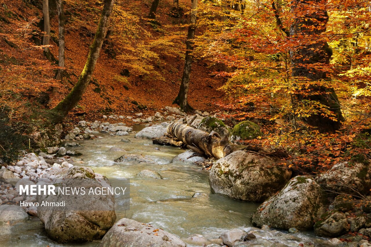 پاییز رویایی در جنگل سنگده