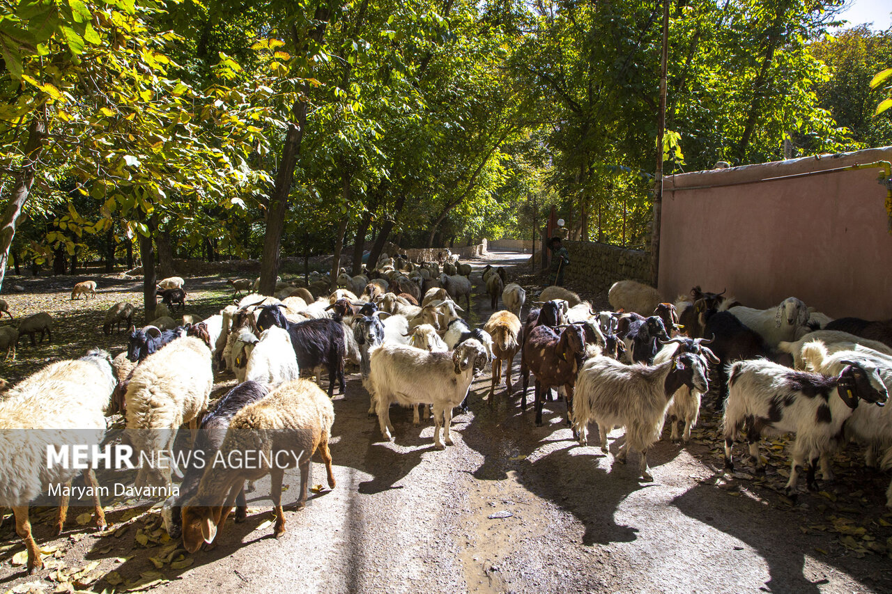 طبیعت پاییزی در بجنورد