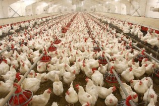 نوسانات قیمت مرغ در تهران تا ۱۰ روز آینده برطرف می‌شود