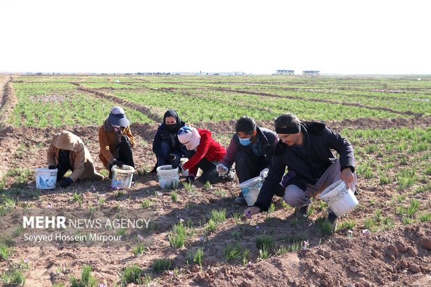 برداشت گل زعفران از مزارع تربت حیدریه