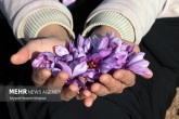 تصاویر / برداشت زعفران از مزارع تربت حیدریه  <img src="/images/picture_icon.gif" width="16" height="13" border="0" align="top">