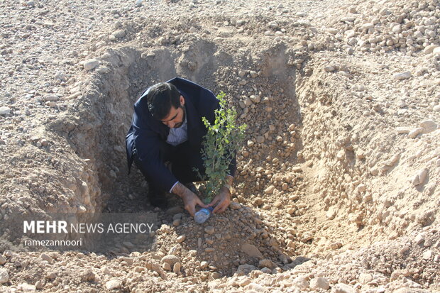درختکاری به نیابت از ۳ هزار شهید استان ایلام