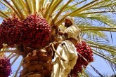جزئیات صادرات ۵۷۰ اصله نخل از کشور/ قاچاق درکار نبود جزئیات صادرات ۵۷۰ اصله نخل از کشور/ قاچاق درکار نبود