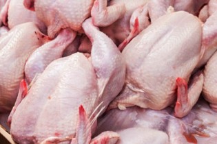 توقیف 3 هزار قطعه مرغ گوشتی قاچاق در صحنه