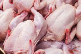 توقیف 3 هزار قطعه مرغ گوشتی قاچاق در صحنه توقیف 3 هزار قطعه مرغ گوشتی قاچاق در صحنه