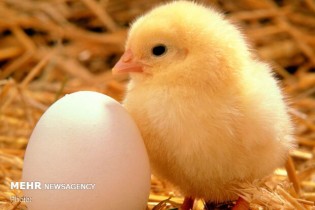 تخم مرغ وارداتی با ارز ترجیحی نهایتا ۷ هزار تومان می شود