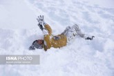 تصاویر / شادی مردم اهر پس از بارش برف  <img src="/images/picture_icon.gif" width="16" height="13" border="0" align="top">