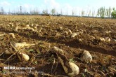 رشد ۲۵ درصدی تحویل چغندر به کارخانجات تولید شکر